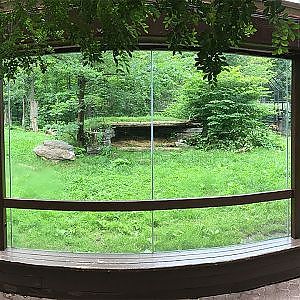 Toronto Zoo Sumatran Tiger - YouTube