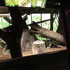 Toronto Zoo Clouded Leopard - YouTube