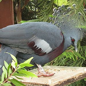 Toronto Zoo Victoria Crowned Pigeons - YouTube