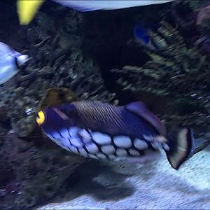 Toronto Zoo Clown Triggerfish - YouTube