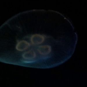 Toronto Zoo Moon Jellyfish - YouTube