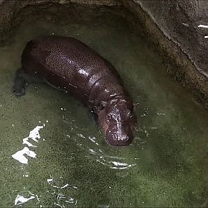 Toronto Zoo Pygmy Hippopotamus - YouTube