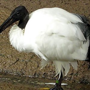 Toronto Zoo Sacred Ibis - YouTube