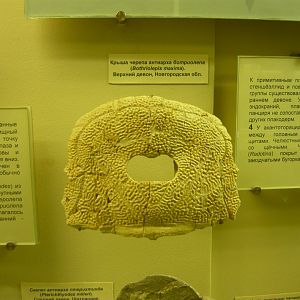 Bothriolepis maxima skull roof