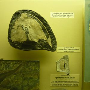 Cephalaspis aarhusi and Tremataspis schmidti head shields