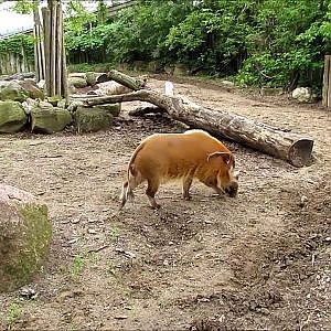 Toronto Zoo Red River Hog - YouTube