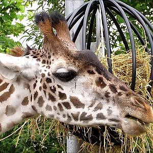 Toronto Zoo Masai Giraffe - YouTube
