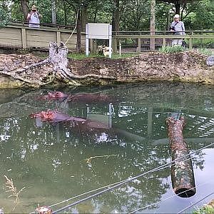Toronto Zoo River Hippopotamus - YouTube