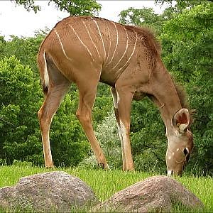 Toronto Zoo Greater Kudu - YouTube