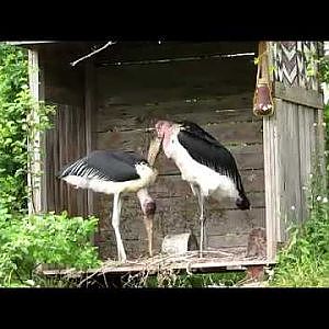 Toronto Zoo Marabou Stork - YouTube