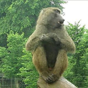 Toronto Zoo Olive Baboon - YouTube