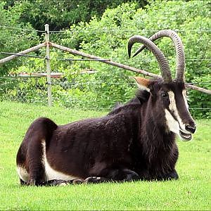 Toronto Zoo Sable Antelope - YouTube