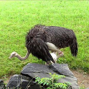 Toronto Zoo Southern Ostrich - YouTube