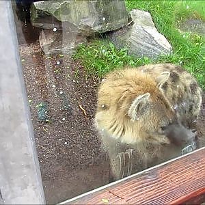 Toronto Zoo Spotted Hyena - YouTube