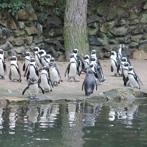 Humboldt penguins