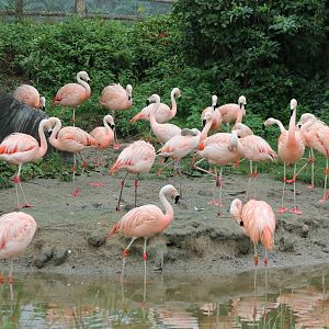 Chilean flamingos