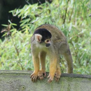 Squirrel monkey