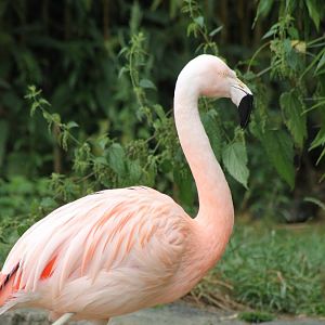 Chilean flamingo