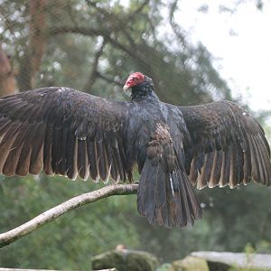 Turkey vulture