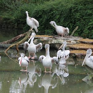 Pink-backed pelicans