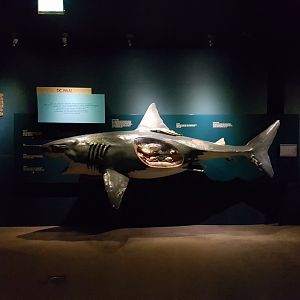 Shark-model