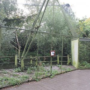 Aviary Stller sea-eagle