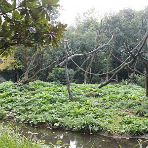 Enclosure Lion-tailed macaque