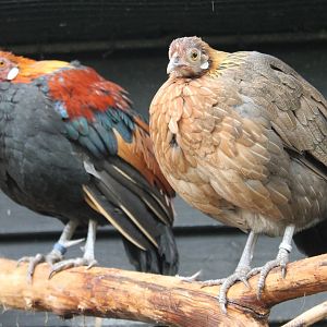 Red jungle fowl