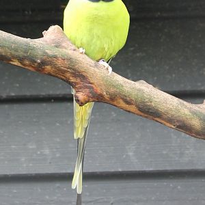 Plum-headed parakeet
