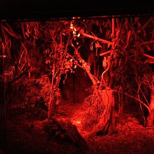 Leadbeater's Possum / Long-nosed Potoroos - Enclosure