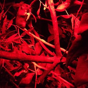 Mountain Pygmy Possum (Burramys parvus)