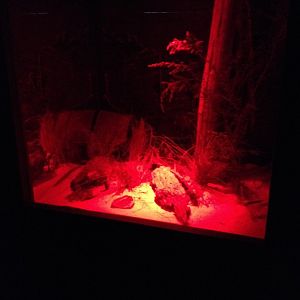 Fat-tailed Dunnart Enclosure