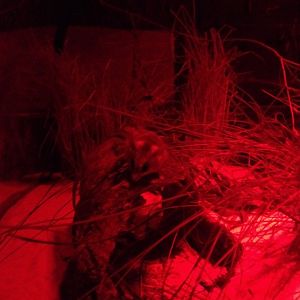 Fat-tailed Dunnart (Sminthopsis crassicaudata)