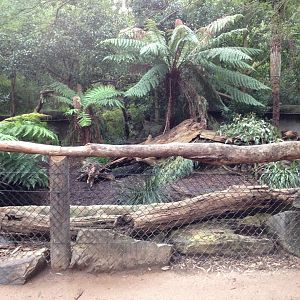 Tasmanian Devil Enclosure