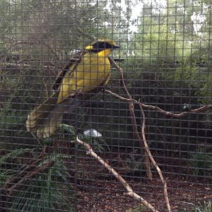 Helmeted Honeyeater (Lichenostomus melanops cassidix)