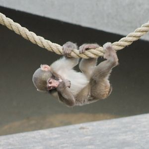 Japanese macaque
