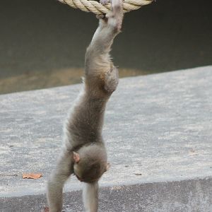 Japanese macaque