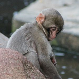Japanese macaque