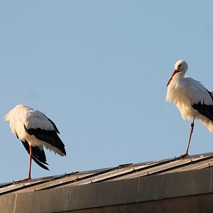 White storks