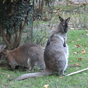 Red-necked wallabies