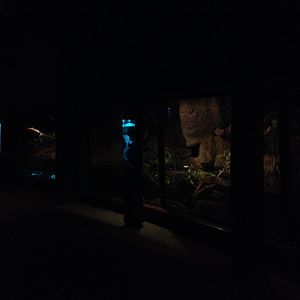 World of the Platypus