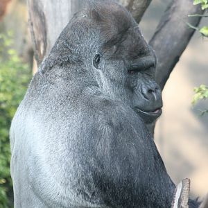 Western lowland gorilla