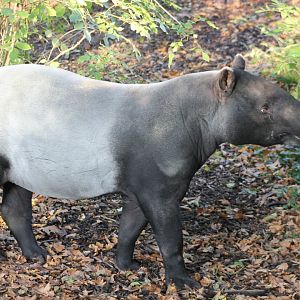 Malayan tapir
