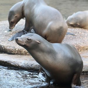 Californian sealions