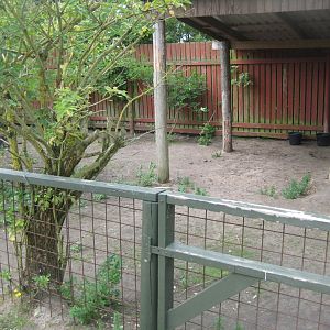 Blåvand Zoo - White wallaby exhibit