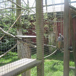 Blåvand Zoo - Ring-tailed lemur exhibit