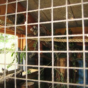 Blåvand Zoo - Monkey house - Marmoset exhibit