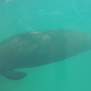 Manatee