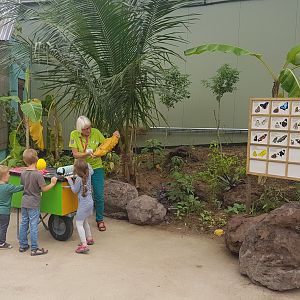 Butterfly-info at the Mangrove-hall