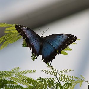 Morpho butterfly